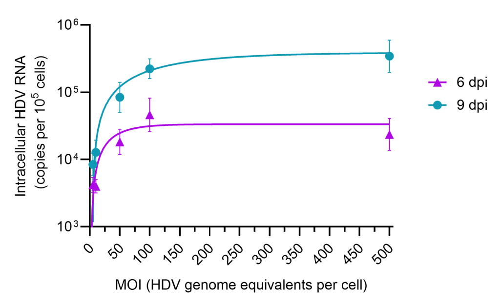 HDV Stocks. Infection of hNTPC cells with HDV. Example data to support antiviral research. High quality HDV stock production.